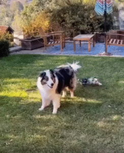 아빠 강아지를 중심으로 원을 그리며 도는 새끼 강아지의 천진난만한 정원놀이