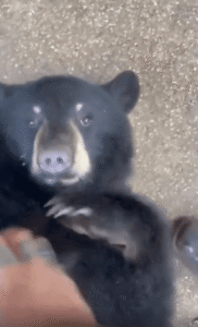 바닥에 누워 배를 내어준 곰과 그 순간을 받아주는 사람의 교감