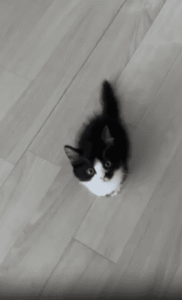 두 발로 일어서 외쳤지만, 중심 잃고 풀썩 넘어진 새끼 고양이의 귀여운 투혼