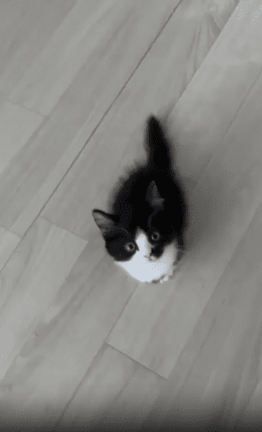 출처 : Reddit / 새끼고양이가 두발로 서더니 야옹하며 울더니 앞발로 터치를 하려다 중심을 잃거 넘어진다