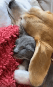 강아지 귀를 덮고 몰래 쉬던 고양이, 들켜버린 그 포근한 비밀