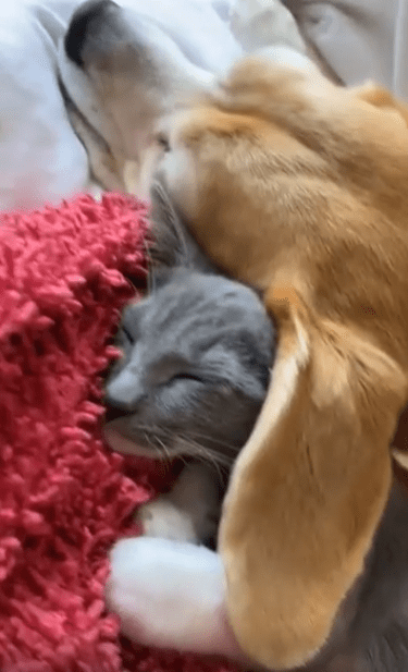 출처 : Reddit / 강아지가 누워서 쉬고있다 귀를 살짝 들쳐보니 고양이가 귀릎 덮고 쉬고있다