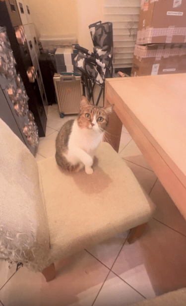 출처 : Reddit / 주인이 탄력있는 낚시 줄로 고양이앞에 대자 고양이가 낚시 줄을 잡을려고 발과 입을 사용한다