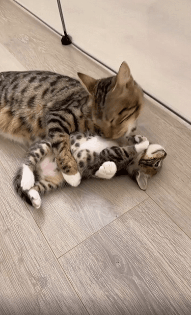 출처 : Reddit / 어미 고양이가 새끼고양이를 껴안은채 배를 그루밍 해주고있다