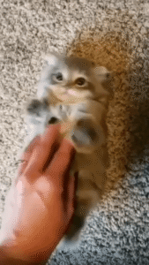 배를 쓰다듬다 멈추자 발로 항의하는 새끼 고양이의 귀여운 시위