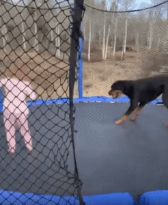 아이보다 더 뛰고 구르고 짖는 대형견의 에너지 폭발 순간