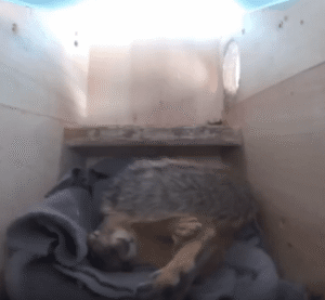 천둥 소리에 벌떡 일어나 가슴을 움켜쥔 다람쥐의 명연기