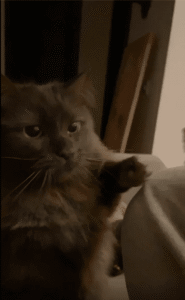 주인의 밀당에 속지 않고 순간포착으로 과자를 낚아챈 고양이의 기막힌 타이밍