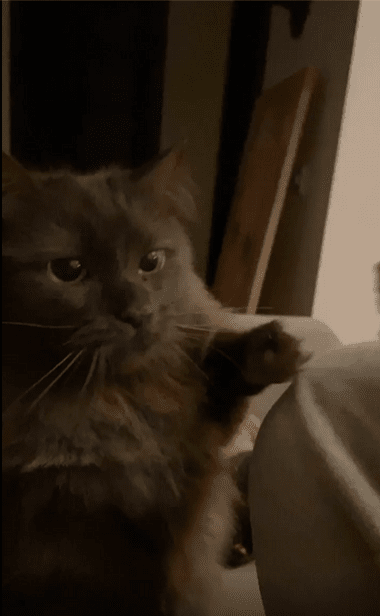 출처 : Reddit / 주인 손에든 과자를 눈치를 보다가 확 잡아채는 고양이