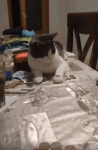 주인의 동전 묘기를 보고 똑같이 따라한 고양이의 천재적인 순간