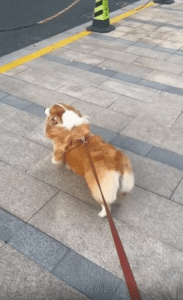 산책길을 런웨이로 만든 웰시코기의 흥 폭발 뒷모습