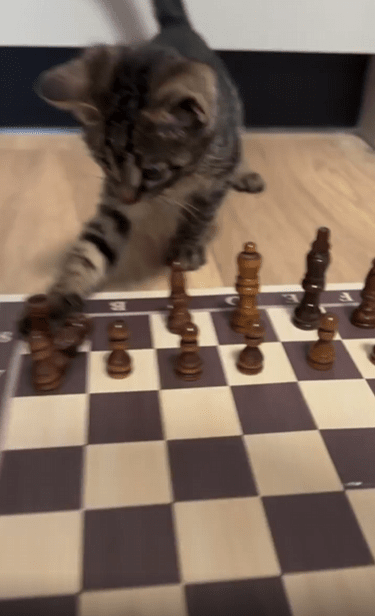 출처 : Reddit / 체스 말을 가지고 노는 새끼 고양이