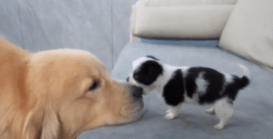 소파 위에서 벌어진 세상 제일 귀여운 기습 공격