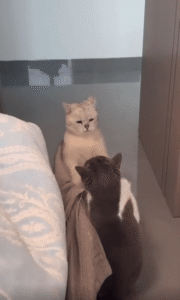 침대 옆 두 고양이의 앞발 배틀, 싸움일까 놀이일까?