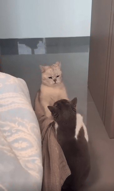 출처 : Reddit / 침대옆에서 두 고양이가 서서 앞발로 투닥거린다
