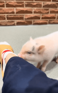 새끼 돼지의 깜짝 방문, 무릎 위로 뛰어오른 인사 한마디