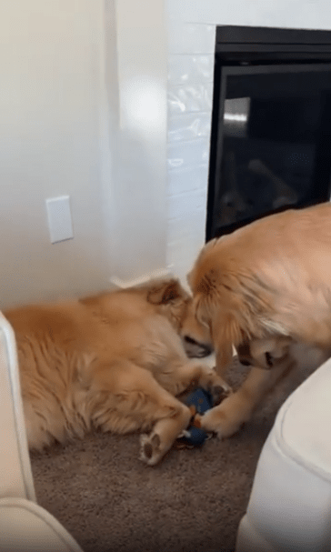 출처 : Reddit / 자고있는 골든리트리버의 발밑에 깔려있는 인형을 조심스럽게 꺼내는 강아지
