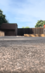 나뭇가지 하나에 담긴 새끼 강아지의 순수한 마음