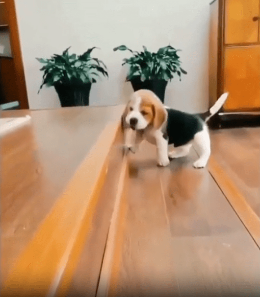 출처 : Reddit / 새끼강아지가 높은 계단턱을 힘겹게 오르고 있다