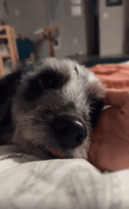 주인의 손바닥 위에 얼굴을 맡긴 강아지의 마음