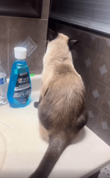 출처 : Reddit / 주인이 고양이의 등쪽을 살짝 터치 하자 고양이가 터치된부분을 강렬하게 핥는다