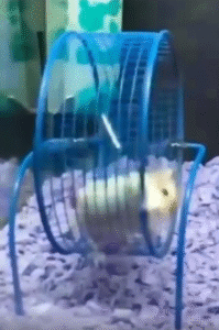 햄스터 챗바퀴 위의 인생 철학