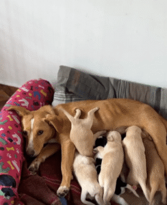 “거꾸로 매달려도 괜찮아” – 새끼 강아지의 발랄한 생존 본능의 한 장면
