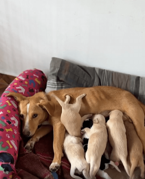 출처 : Reddit / 한 새끼강아지가 거꾸로 매달려 젖을 먹고있다