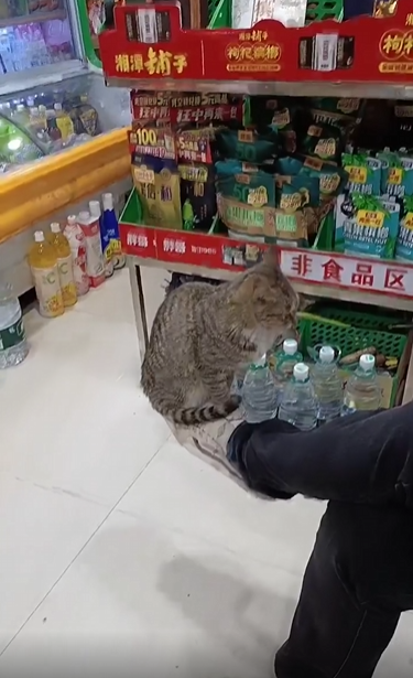 출처 : Reddit /  사람이 다리를 꼬고 앉아있다 올린 다리 발끝에 고양이가 중심을 잡고 앉아있다