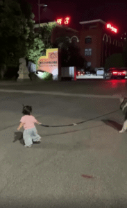 “고집이냐 인내냐” – 여자아이와 고집불통 대형견의 밤산책 대치전