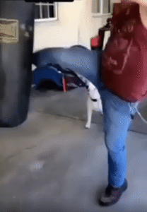 샌드백 앞에서 펼쳐진 훈련생 강아지의 깜짝 시범