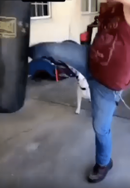 출처 : Reddit / 주인이 샌드백을 향해 킥을 날린다 그걸 본강아지가 샌드백 앞에서 점프를 한후 킥을 날린다