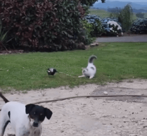 야외 한 장면 속 셋의 온도차, 누구보다 자유로운 강아지의 눈빛