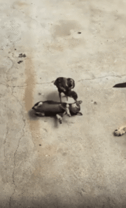 다르다는 걸 모르는 아이들 강아지와 병아리의 순수한 우정