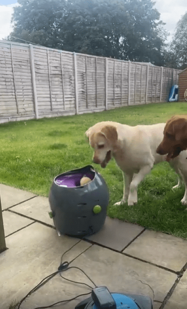 출처 : Reddit / 강아지 두마리가 자동 공발사기 앞에서 공을 넣고 발사되기를 기다리고있다