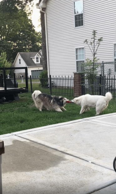 출처 : Reddit /  두 강아지가 서로 한물건을 문채 터그놀이를 하고있다 리드미컬하게 같은 박자에 당기고 있다