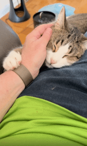 고양이의 평온한 쉼터, 주인의 무릎 위