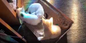 노을빛 속에서 피어나는 새끼 고양이들의 하루 끝 장난