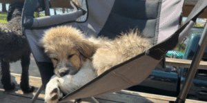 해먹 위에서 몸을 웅크리고 눈을 감은 채 휴식을 취하는 강아지의 호숫가 첫 경험