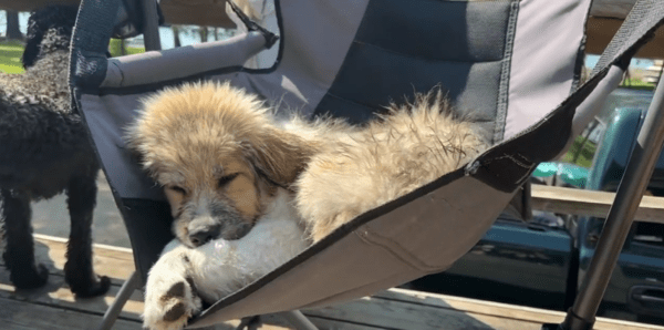 출처 : Reddit / 해먹 위에서 몸을 웅크리고 눈을감고 휴식을 취하는 강아지