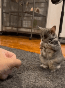 조용히, 그러나 빠르게 – 갈라고원숭이의 한입 습격