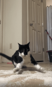 고양이와 쏟아진 쌀 한 줌의 대모험