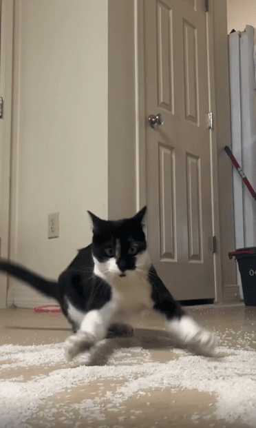 출처 : Reddit /  바닥에 쌀이 쏟아져있고 고양이는 무언가를 잡는듯 쏟아진 쌀을 헤집고 다닌다