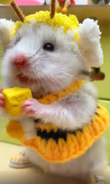 출처 : Reddit / 햄스터가 꿀벌 머리 띠와 옷을 입고 먹이를 먹고있다