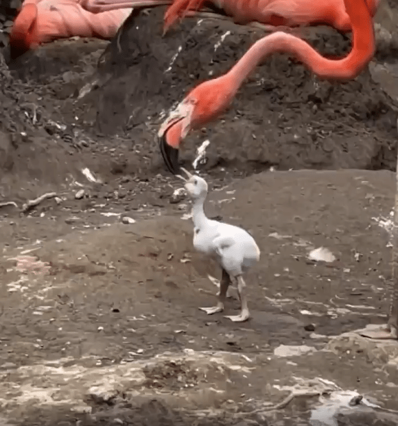 출처 : Reddit /  아기 플라밍고가 물속에서 작은 발을 두드린다