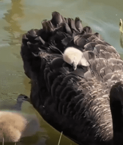 엄마의 등에 포근히 잠든 아기 백조 – 자연이 주는 가장 따뜻한 침대