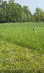 카우보이 고양이의 등장 – 잔디밭 위 작은 보스의 한 장면