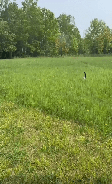 출처 : Reddit /  카우보이 모자를 쓴 고양이가 잔디위에있는 볏짚위로 뛰어올라 앉는다