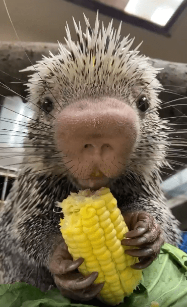 출처 : Reddit / 고슴도치가 옥수수를 먹고 있다