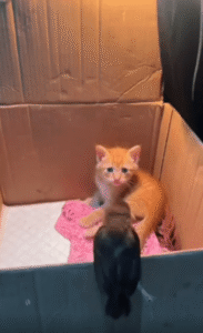 구조된 새끼 고양이와 애완 새의 첫 만남 마음은 종이박스를 넘는다